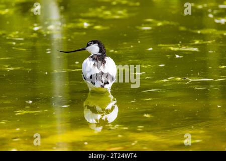 Ein Avocet-Vogel von hinten mit markantem, nach oben geschwungenem Schnabel Stockfoto