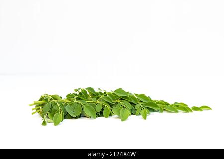 Moringa oleifera-Baum frische Blätter isoliert auf weißem Hintergrund Stockfoto