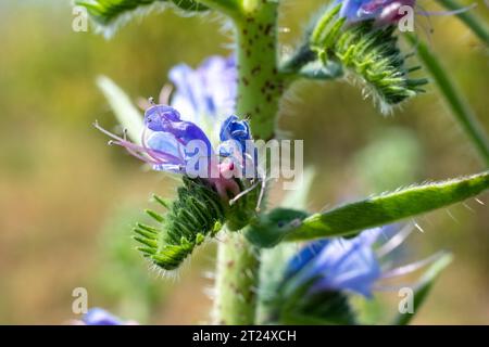 Eine lebendige Ausstellung von Echium vulgare, auch bekannt als Viper's Bugloss, blüht in freier Wildbahn auf einer ruhigen belgischen Wiese in der Nähe des bezaubernden Waldes. Echium vulgare Wildblume auf der belgischen Wiese. Hochwertige Fotos Stockfoto