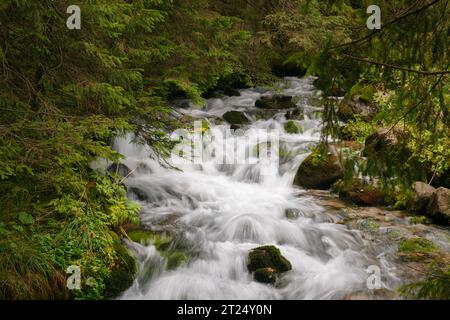 Wunderschöner Gebirgsbach in einem Wald, in Zakopane, Polen Stockfoto
