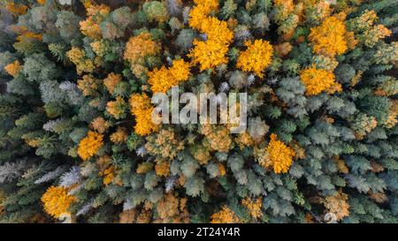 Von oben nach unten auf das Herbstlaub in borealen Wäldern, farbenfrohe Herbstbäume Stockfoto