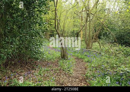 Waldwanderweg in den North Downs bei Gorsehill Woods, River Minnis, Dover, Kent, England, Vereinigtes Königreich Stockfoto