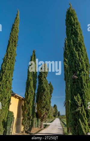 Eine typische Feldstraße in der toskanischen Landschaft, Italien, an einem sonnigen Tag Stockfoto