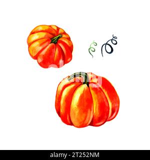Kürbis. Hand Aquarell auf weißem Hintergrund dargestellt. Stockfoto
