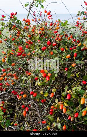 Ein Busch voller großer Rosenhüften, der auf einem wilden Rosenstrauch hinter der Küste des Wash bei Snettisham in Norfolk wächst. Stockfoto