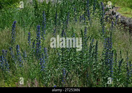 Echium vulgare, Vipern Bugloss oder Blaugras mit vielen blühenden blauen Blüten auf einem Stamm, Sofia, Bulgarien Stockfoto