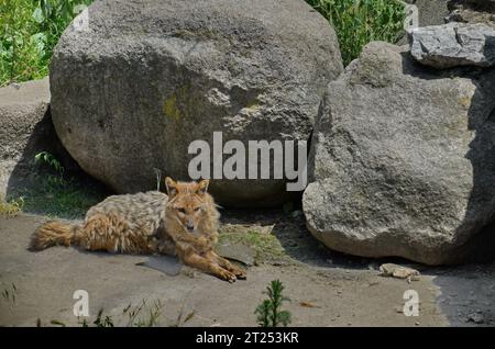 Der goldene Schakal Canis aureus indicus liegt auf dem Boden neben einem großen Stein, Sofia, Bulgarien Stockfoto