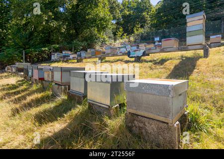 Bienenstöcke im Bienenstock einer kleinen ländlichen Bio-Honigfarm Stockfoto