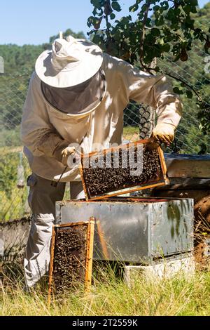 Vorderansicht eines Imkers, der eine Wabe aus einem Bienenstock herauszieht Stockfoto