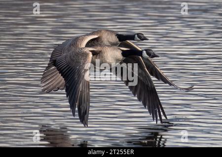 Zwei kanadische Gänse fliegen Seite an Seite über Wasser, British Columbia, Kanada Stockfoto