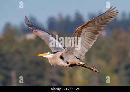 Great Blue Heron im Flug, British Columbia, Kanada Stockfoto