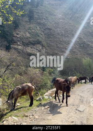 Pferde, die auf einem Bergweg im Tirthan Valley im indischen Himalaya weiden Stockfoto