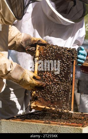 Zwei Imker, die eine frisch aus einem Bienenstock gewonnene Wabe betrachten Stockfoto