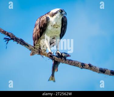 Osprey saß auf einem Zweig mit einem Fisch, British Columbia, Kanada Stockfoto