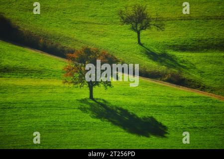 Luftaufnahme von zwei Bäumen auf Ackerland im Herbst, Schweiz Stockfoto