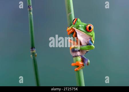 Nahaufnahme eines Rotäugigen Baumfrosches auf einer Bambuspflanze in Indonesien Stockfoto