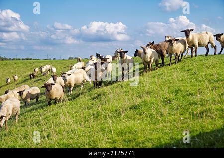 Schafherde auf einem Feld an der Ems, Gandersum, Ostfriesland, Niedersachsen, Deutschland Stockfoto