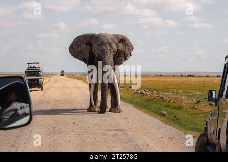 Ein männlicher afrikanischer Elefant, der auf einer unbefestigten Straße inmitten von Safari-Vans im Amboseli-Nationalpark, Kenia, steht Stockfoto