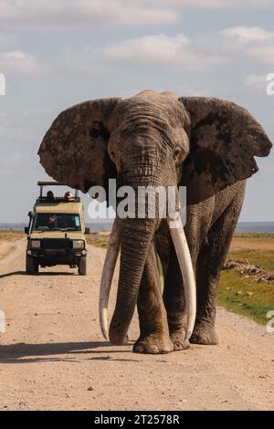 Ein männlicher afrikanischer Elefant, der auf einer unbefestigten Straße inmitten von Safari-Vans im Amboseli-Nationalpark, Kenia, steht Stockfoto