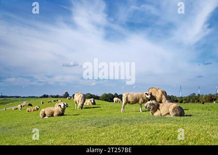 Schafherde auf einem Feld an der Ems, Gandersum, Ostfriesland, Niedersachsen, Deutschland Stockfoto