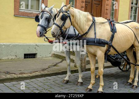 Kutschpferde vor einer Kutsche vor dem Goethe-Haus in Weimar, Thüringen. Stockfoto