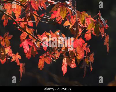 Gruppe von bunten Süßgummblättern, die mit Sonnenlicht vor dunklem Hintergrund beleuchtet werden. Stockfoto