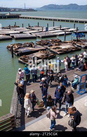PIER 39, SAN FRANCISCO, USA - 21. April 2023: Rückansicht von Touristen, die wegschauen, während sie in der Nähe des Zauns stehen und entspannende Seelöwen auf den Planken A beobachten Stockfoto
