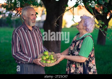 Ein paar ältere Leute pflücken im frühen Herbst fröhlich Äpfel in einem schattigen Obstgarten. Gesunde und gut erzogene Senioren genießen das Leben. Stockfoto