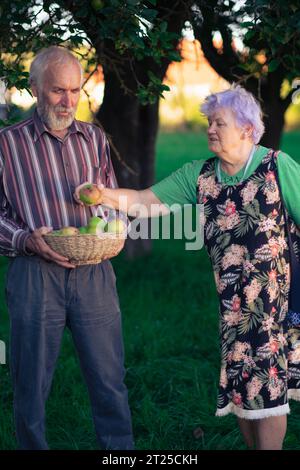 Ein paar ältere Leute pflücken im frühen Herbst fröhlich Äpfel in einem schattigen Obstgarten. Gesunde und gut erzogene Senioren genießen das Leben. Stockfoto