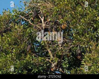 Grauköpfige, fliegende Füchse hängen an einem Baum mit dichter Vegetation in Adelaide, Australien. Stockfoto