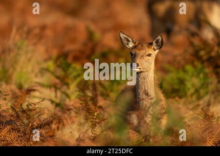 Rothirschweibchen im Bracken Stockfoto