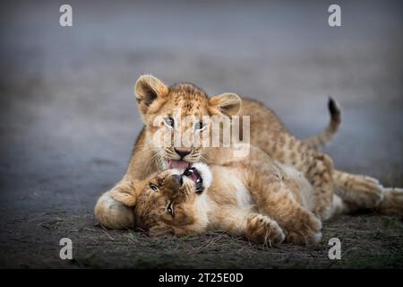 Ein Junges leckt den Mund eines anderen Jungen. MASAI MARA, KENIA: NIEDLICHE BILDER von zwei spielenden und kuschelnden Löwenjungen wurden aufgenommen. Ein Bild zeigt Stockfoto