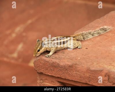 Ein indisches Palmenhörnchen in Agra Fort, Agra, Indien Stockfoto