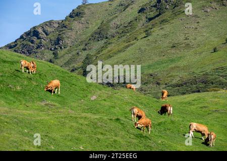 Kühe, die auf einer Bergseite weiden, fotografiert in den Pyrenäen, Spanien. Stockfoto