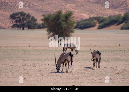 Gemsbok oder südafrikanischer Oryx (Oryx gazella) in Sossusvlei, Namib-Wüste Namibia Stockfoto