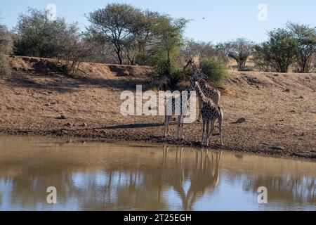 Nubische Giraffe (Giraffa camelopardalis), auch bekannt als Baringo Giraffe oder ugandische Giraffe Mutter und ihre Nachkommen Trinkwasser fotografiert in Etos Stockfoto