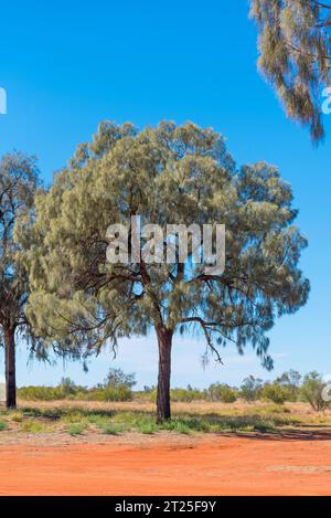 Allocasuarina decaisneana (Allocasuarina decaisneana) in Zentralaustralien am Lasseter Highway in der Nähe des Kings Canyon im Northern Territory Stockfoto