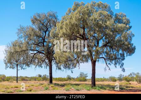 Allocasuarina decaisneana (Allocasuarina decaisneana) in Zentralaustralien am Lasseter Highway in der Nähe des Kings Canyon im Northern Territory Stockfoto