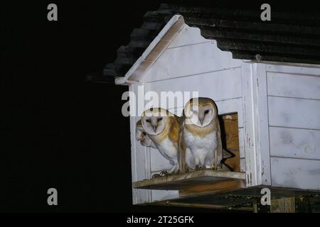 Scheuneneule (Tyto alba) هامة auf einer künstlichen Nistplattform in der Nacht, Karmel, Israel die Scheuneneule ist ein natürlicher Schädlingsbekämpfer. Scheuneneuulen sind einer der Mos Stockfoto