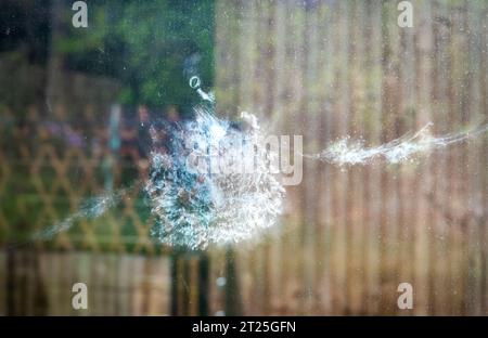 Das Auge, der Schnabel und der weiße Vogel schlagen die Umrisse einer Holztaube (Columba palumbus), die hinterlassen wurde, nachdem sie mit voller Geschwindigkeit in eine Glasplatte auf einem Glas geflogen war Stockfoto