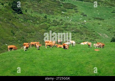 Kühe, die auf einer Bergseite weiden, fotografiert in den Pyrenäen, Spanien. Stockfoto