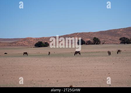 Gemsbok oder südafrikanischer Oryx (Oryx gazella) in Sossusvlei, Namib-Wüste Namibia Stockfoto