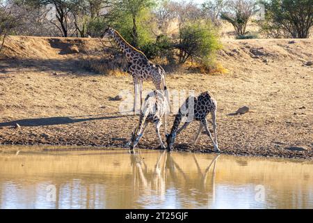 Nubische Giraffe (Giraffa camelopardalis), auch bekannt als Baringo Giraffe oder ugandische Giraffe Mutter und ihre Nachkommen Trinkwasser fotografiert in Etos Stockfoto