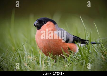 Männlicher Bullfink (Pyrrhula pyrrhula) am Boden, Deutschland, Nordrhein-Westfalen Stockfoto