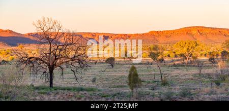 Panoramaaufnahme der Gorge Gill Range in der Nähe des Kings Canyon (Watarrka) Northern Territory, Australien mit einer jungen und alten Desert Oak im Vordergrund Stockfoto