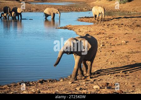 African Bush Elephant fotografiert an einem Wasserloch in Namibia Stockfoto