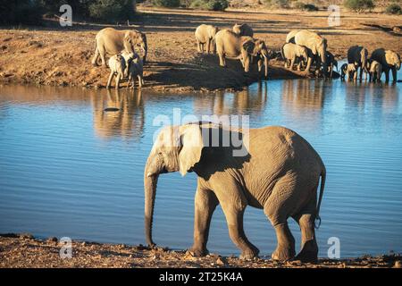 African Bush Elephant fotografiert an einem Wasserloch in Namibia Stockfoto