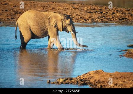 African Bush Elephant fotografiert an einem Wasserloch in Namibia Stockfoto