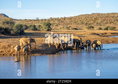 African Bush Elephant fotografiert an einem Wasserloch in Namibia Stockfoto