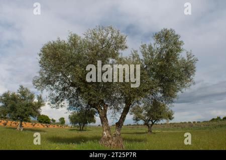 Olivar Mediterráneo en España, olivos fuente de aceite de oliva Stockfoto